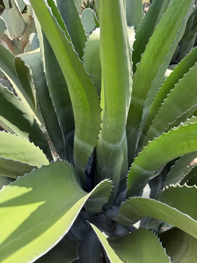 Close-up of Agave salmiana 'Green Giant' leaves with toothed edges, forming a rosette
