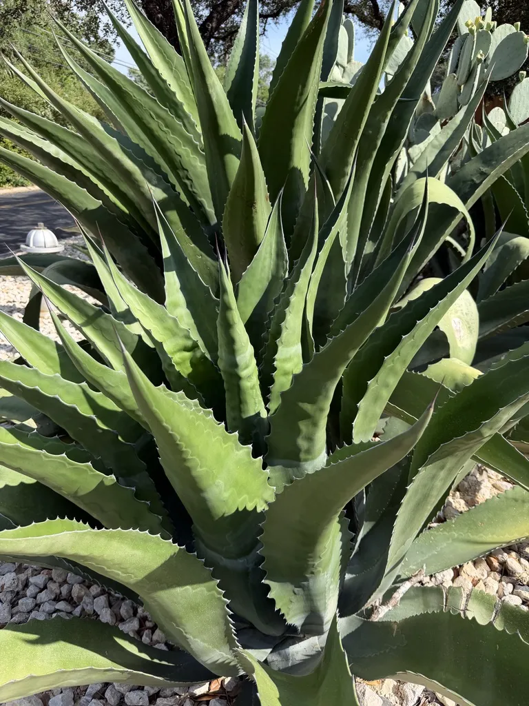Agave salmiana 'Green Giant' clump with offsets growing around the base in a gravel bed