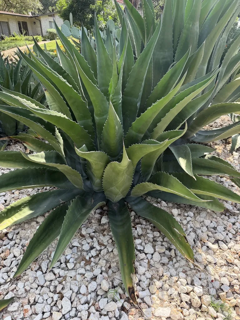 Mature Agave salmiana 'Green Giant' rosette in a gravel bed in Austin, TX