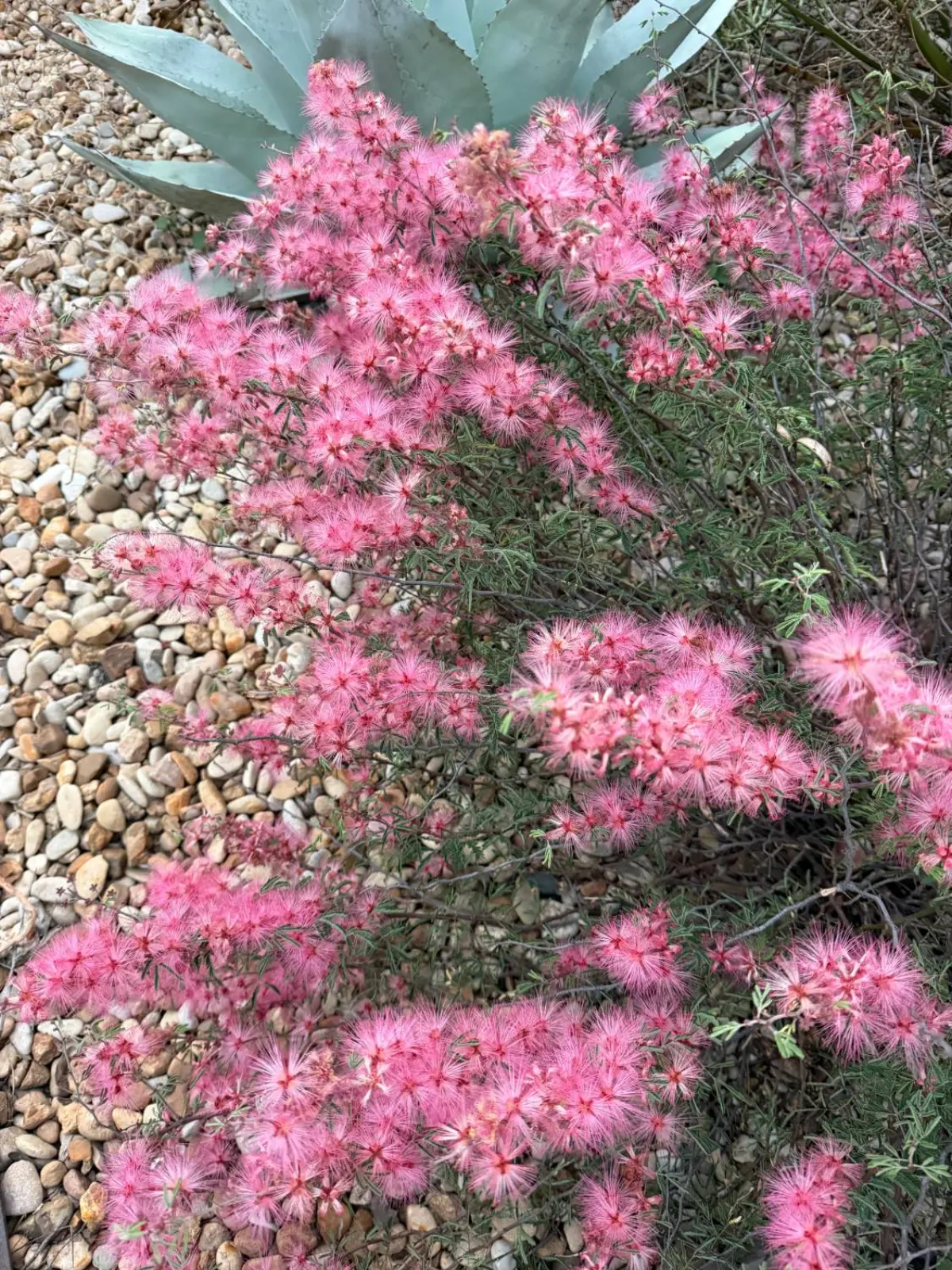 Pink fairy duster planted beside a blue-green agave in a gravel bed in Austin, TX