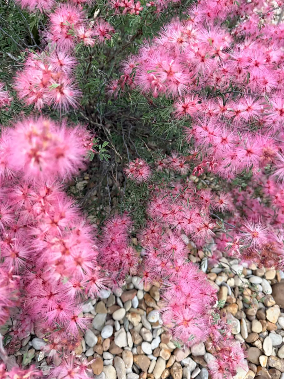 Close-up of pink fairy duster flowers with pink, threadlike stamens