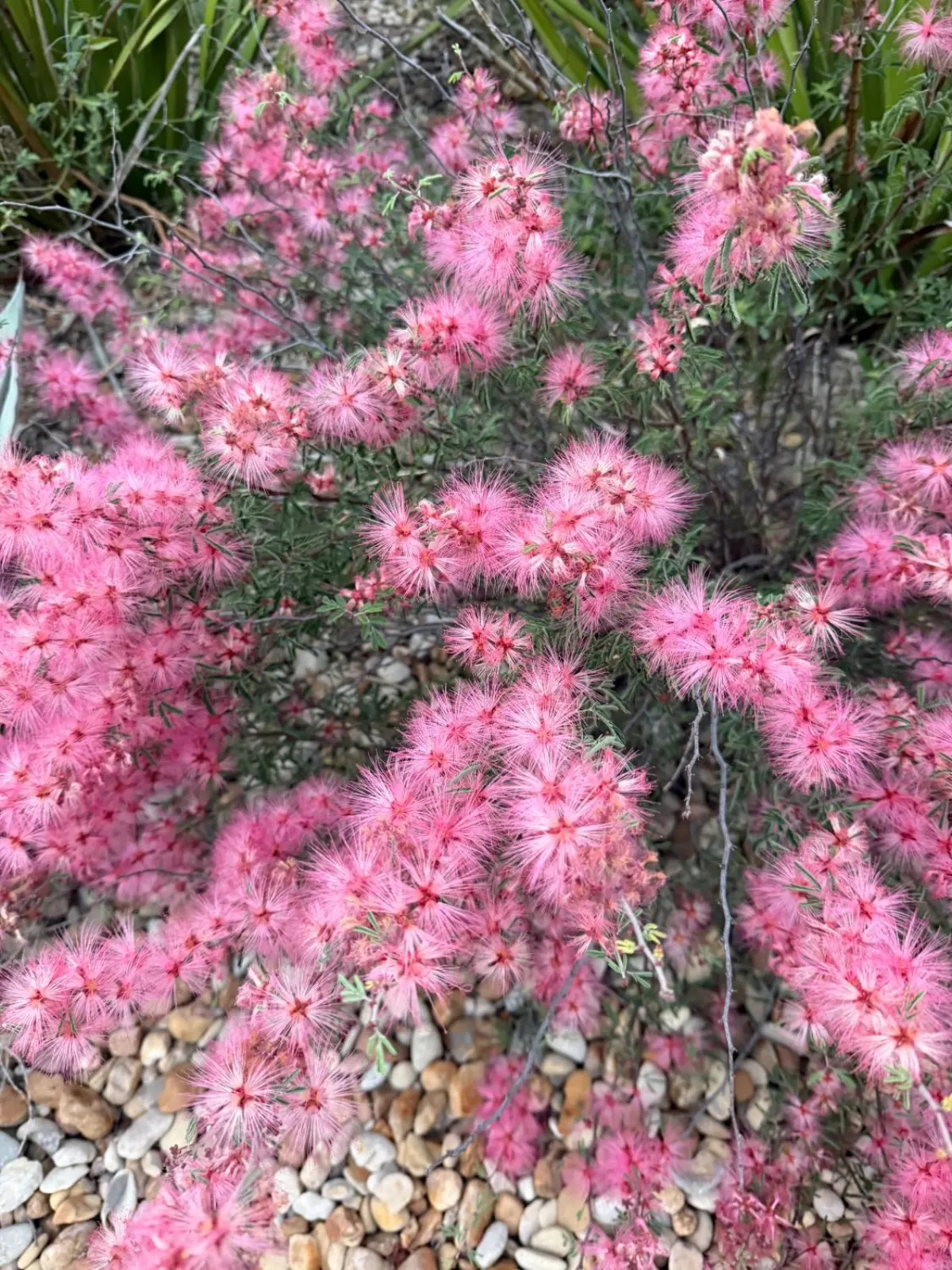 Pink fairy duster shrub spreading over gravel, with pink flowers along the branches